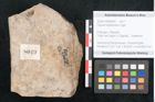 Foto (Objekt + Etikett) von Cassia hyperborea Unger (NHMW-GEO-2024-0188-8049)